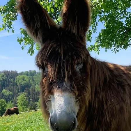 Séjour à la campagne Lana Salta Alpakas - Gemuetliche Gaestezimmer Auf Dem Bauernhof *