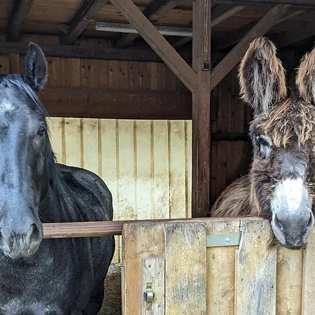 Lana Salta Alpakas - Gemuetliche Gaestezimmer Auf Dem Bauernhof * Murrhardt