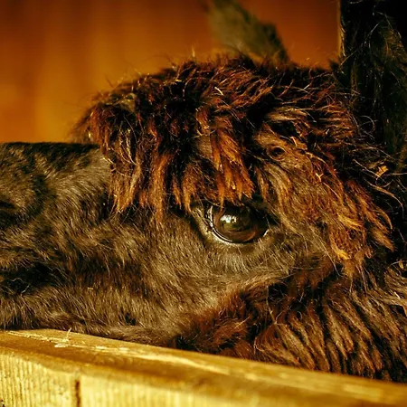 Lana Salta Alpakas - Gemuetliche Gaestezimmer Auf Dem Bauernhof *