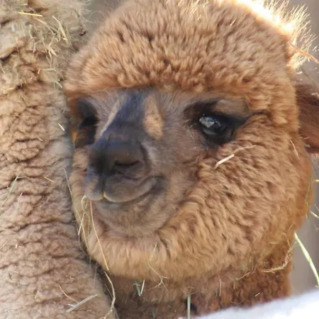 Séjour à la campagne Lana Salta Alpakas - Gemuetliche Gaestezimmer Auf Dem Bauernhof Murrhardt